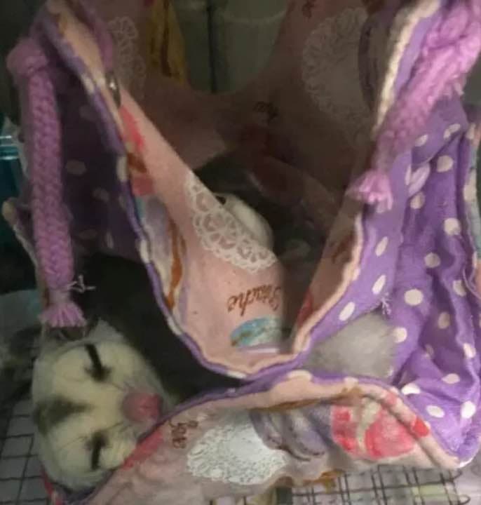 モモンガハウス（動物ダルマ柄）きなり  春（夏）秋仕様  1900円