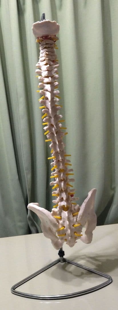 脊椎模型 （約73cm スタンド付き）