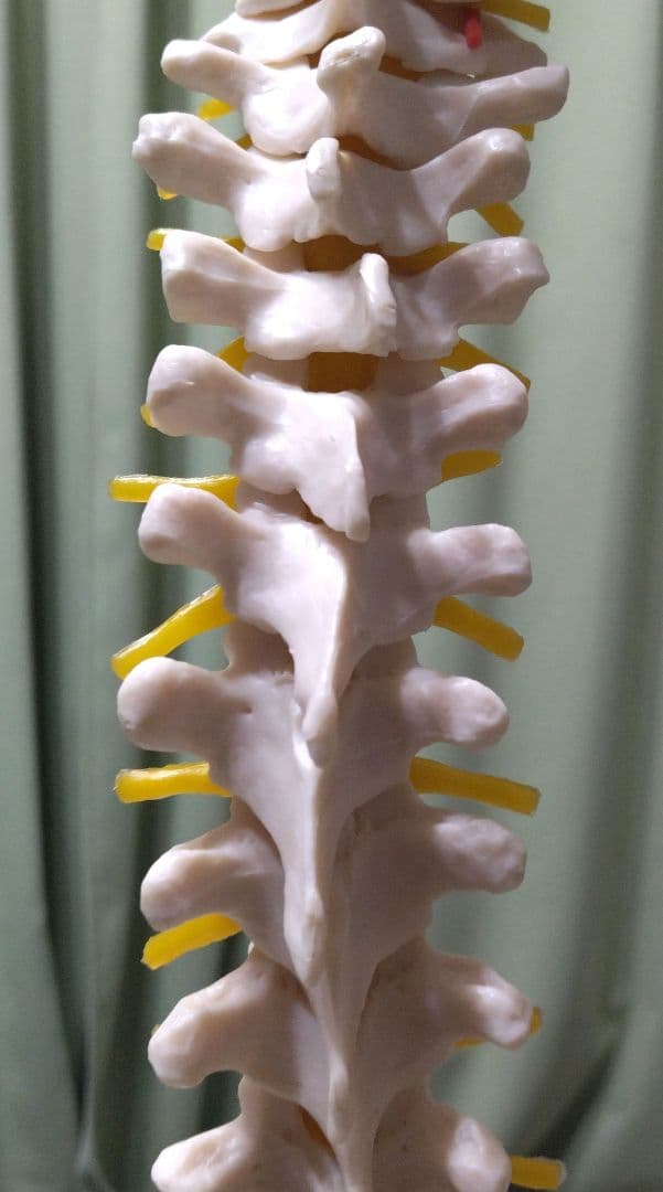 脊椎模型 （約73cm スタンド付き）