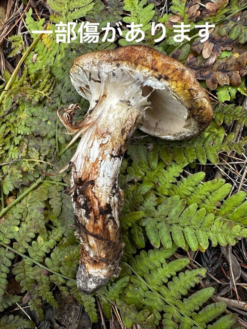10/28 午前中採取　岩手県　岩泉産　天然松茸　130g
