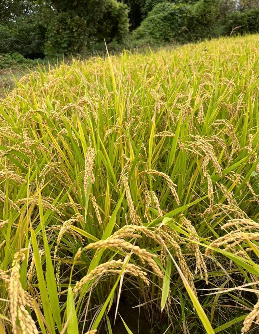 農家直送　令和7年収穫　奈良県産ヒノヒカリ　10キロ