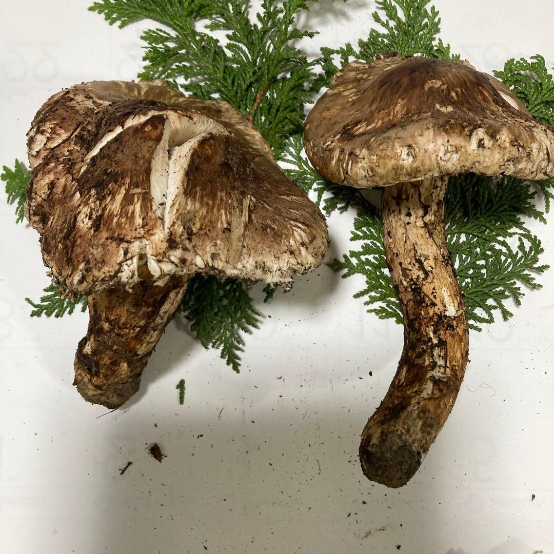 岩手県産　松茸　訳あり(開き)290g