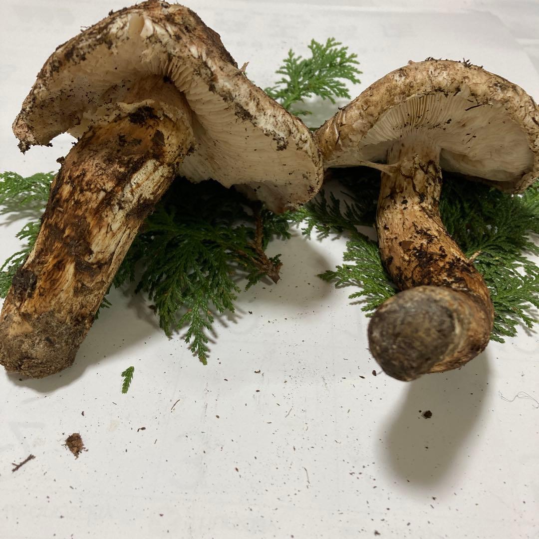 岩手県産　松茸　訳あり(開き)290g