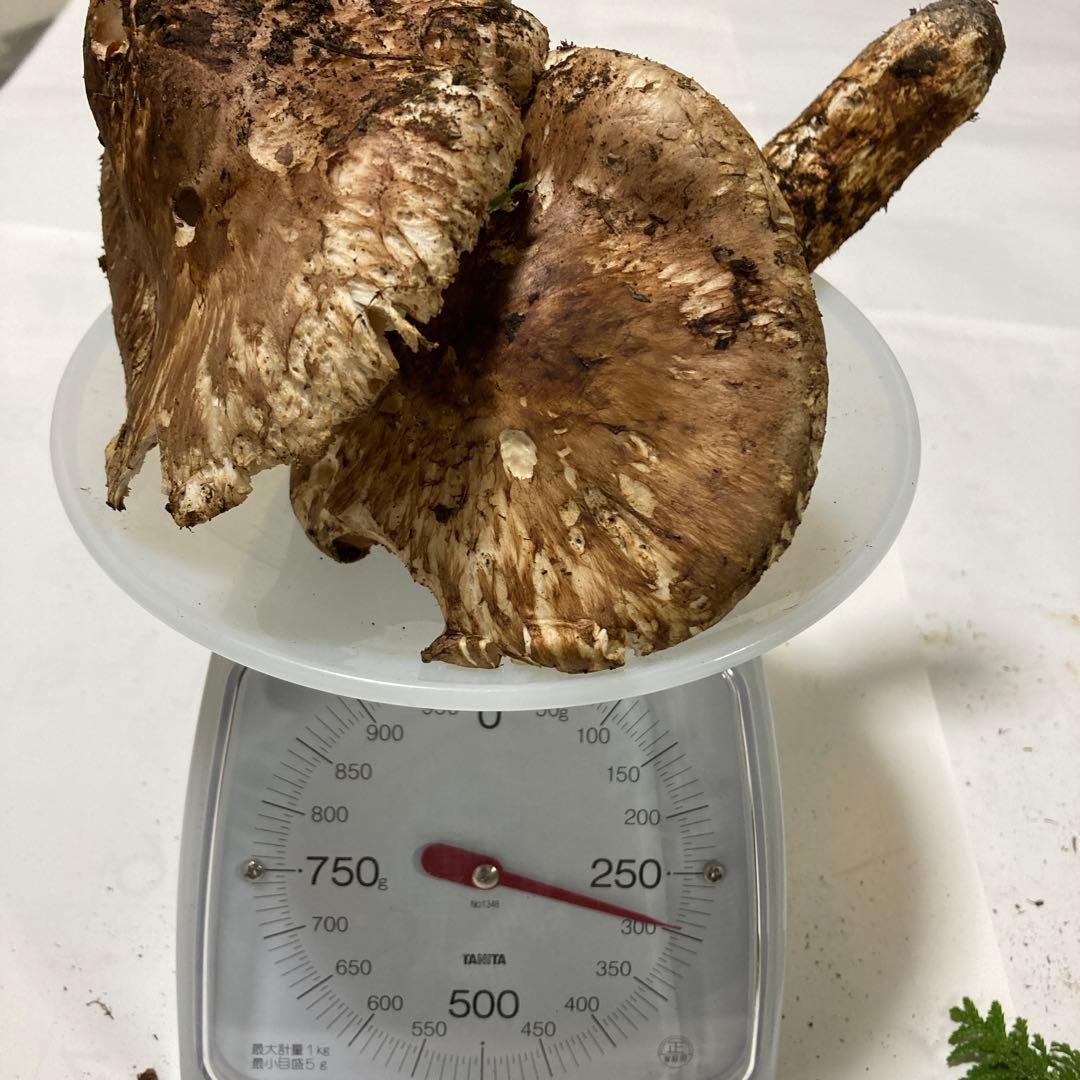 岩手県産　松茸　訳あり(開き)290g