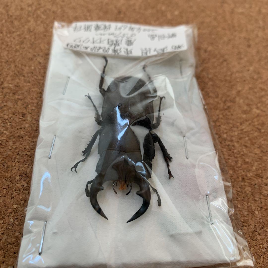 新潟県加瀬野外オオクワガタ　灯火採集57ミリ