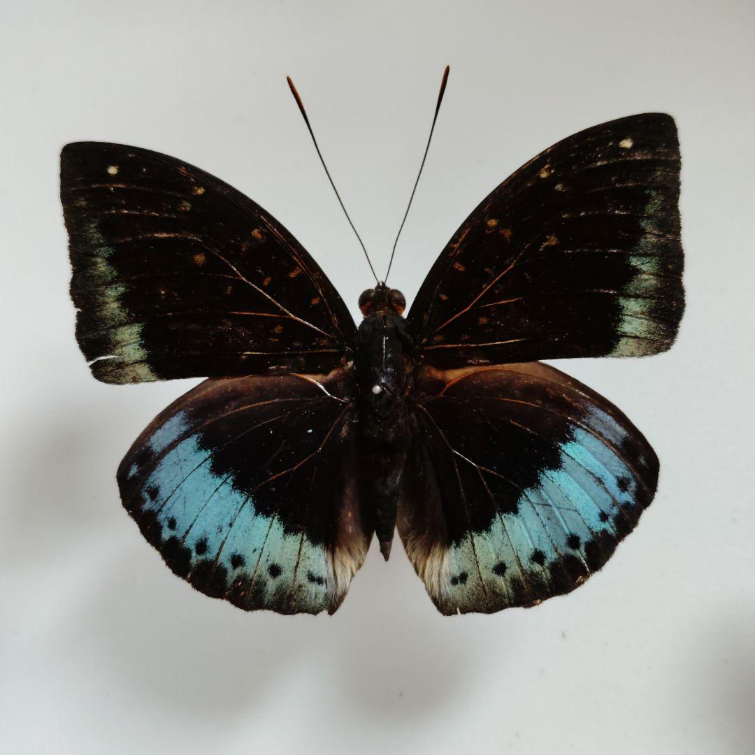 スマトラの珍品　オオイナズマ