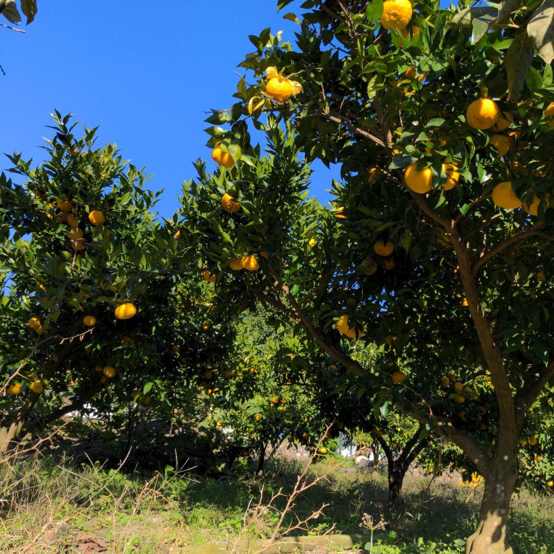 霜降り完熟本柚子１５kg。鍋料理、ポン酢、柚子胡椒、柚子味噌、ジャム、酒、焼酎