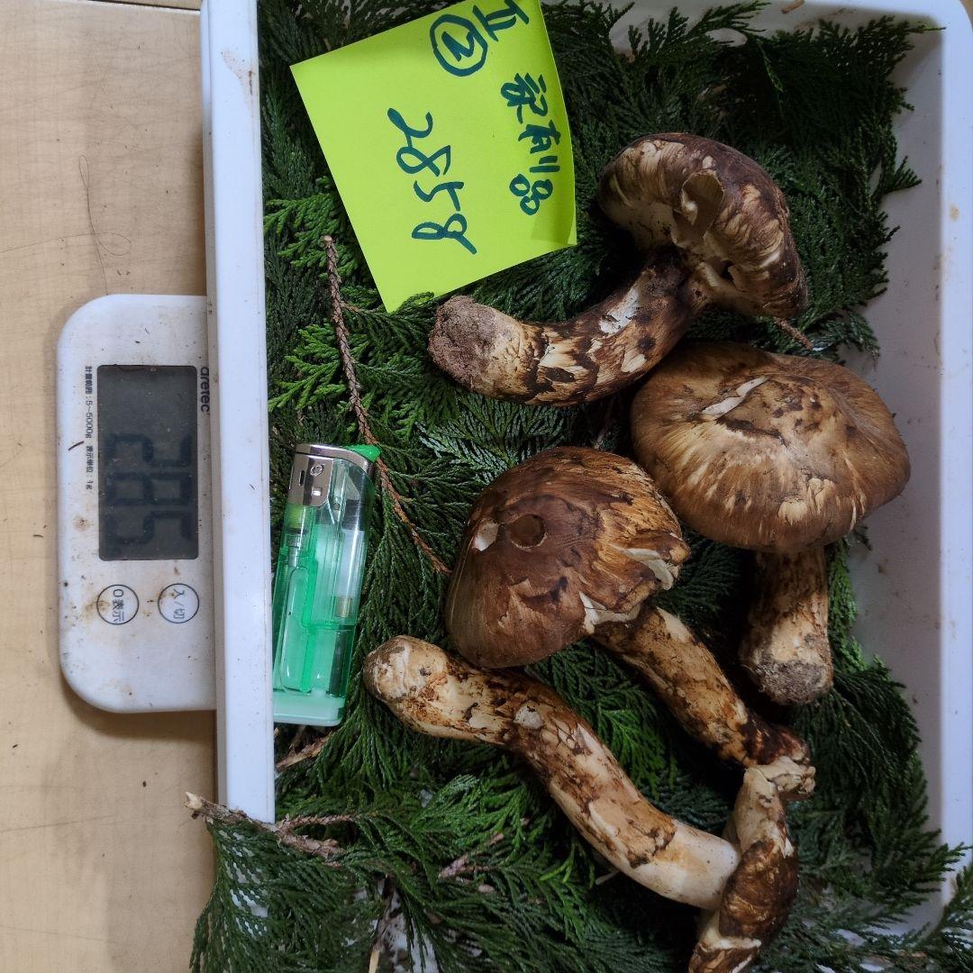 和歌山松茸 新鮮朝市　訳有り品　285㌘