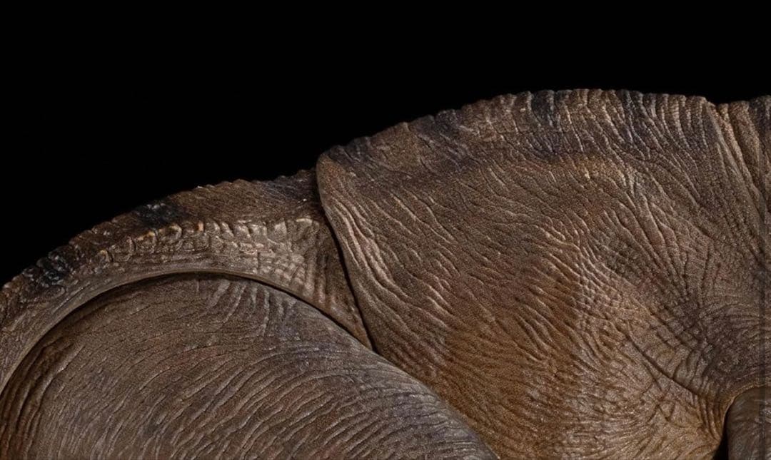 Nanmu 本心楠改 ティラノサウルス アクション フィギュア 3.0