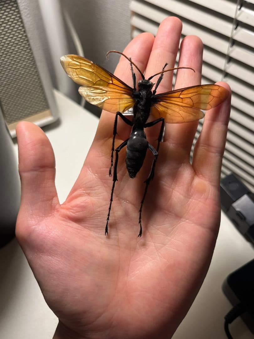 【50mm程】タランチュラホーク バードイータームカデサソリクモハチ標本