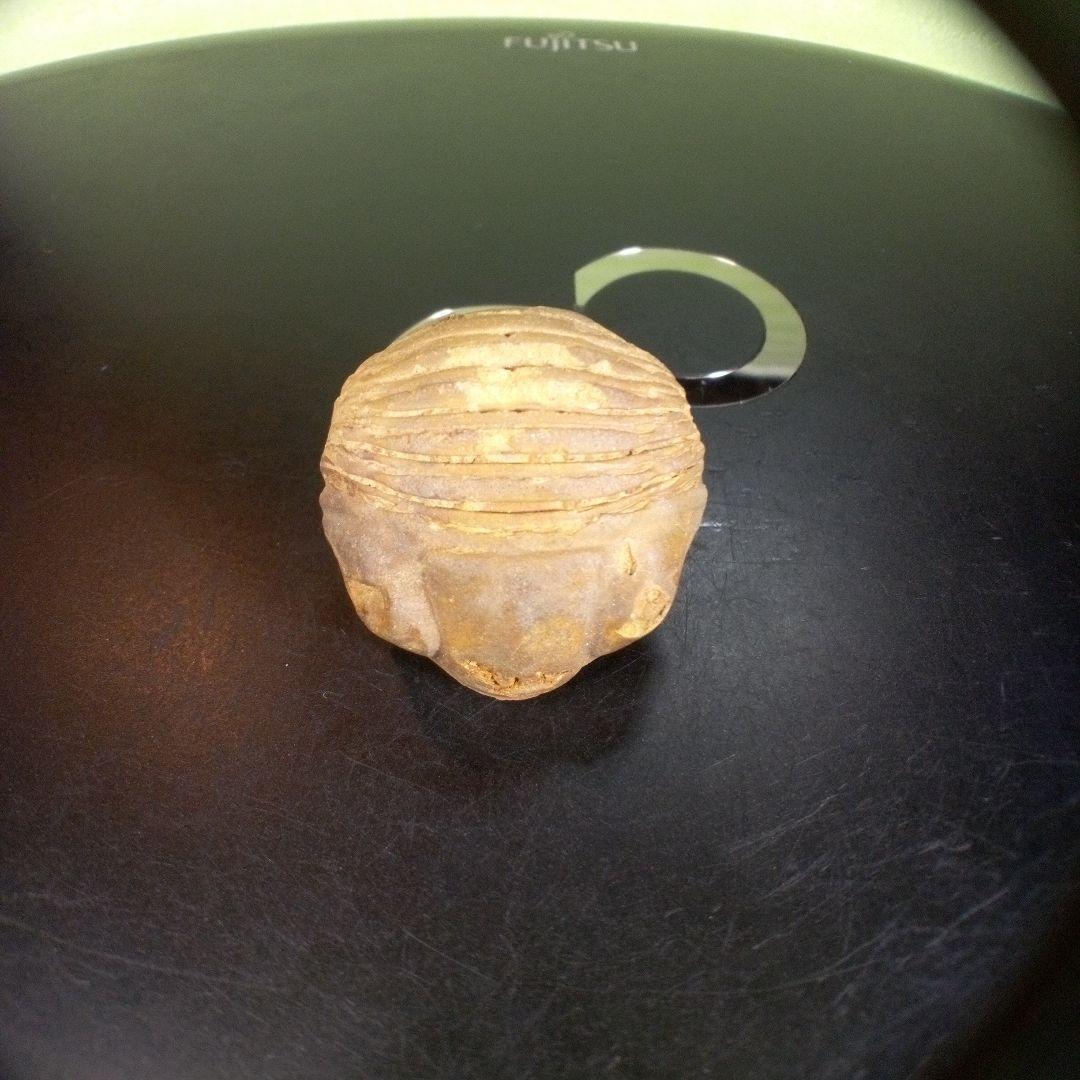 三葉虫　化石　fossil　ボリビア産　trilobite　海生動物個体③