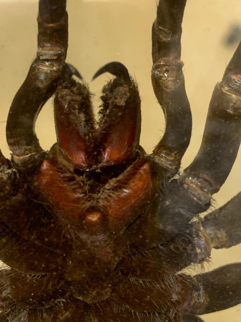 クモ標本 ガラスケース入り約20cm　巨大タランチュラ17cm×17cm