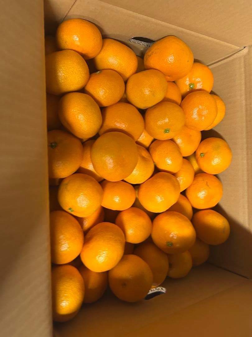 口コミで大人気みかん　愛媛県産　南柑20号　10キロ　×2箱農家直送　旬の柑橘