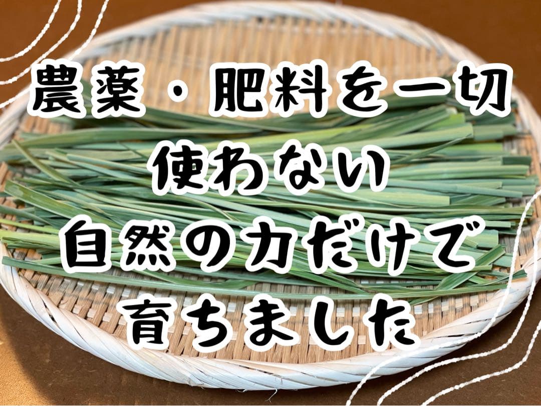【採れたて】特大 終盤 マコモダケ宅急便80 5kg 愛知県産 自然農