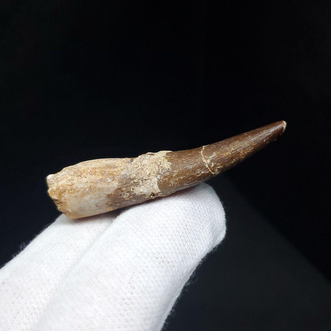 プレシオサウルス 化石 歯 本物 モロッコ産 48mm ケース付 pr112