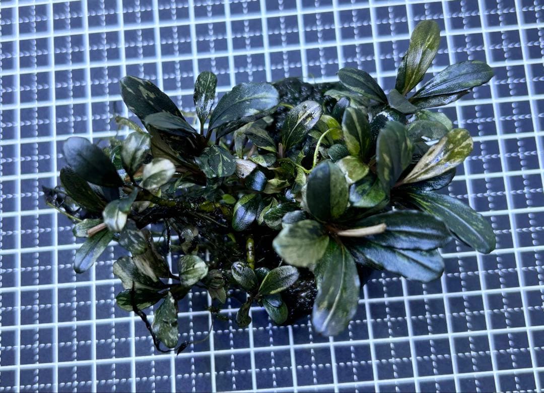 一点物　ブセファランドラ　バリエガータ　群生株　水中葉