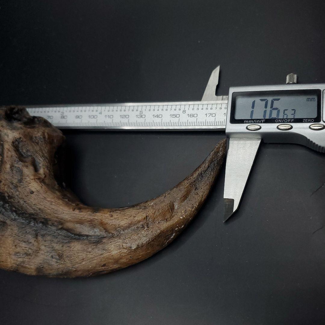 アロサウルス 爪 化石 レプリカ 約176.63mm  arr16