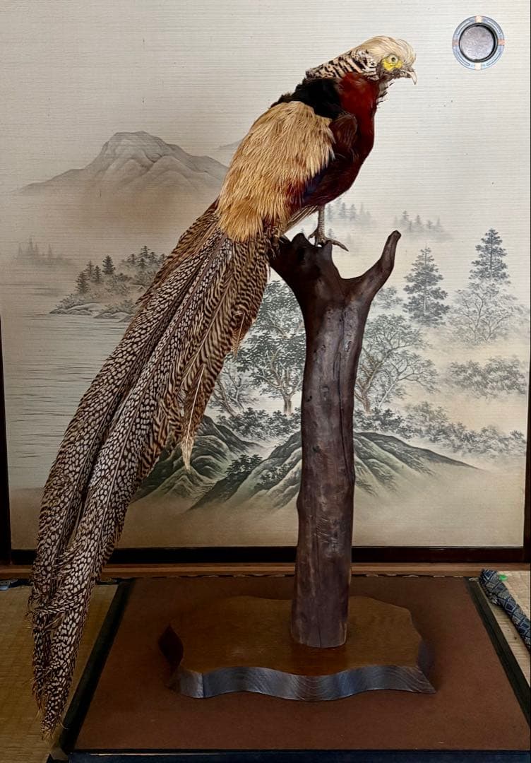 金鶏鳥剥製　錦鶏鳥　ガラスケース入り　置物
