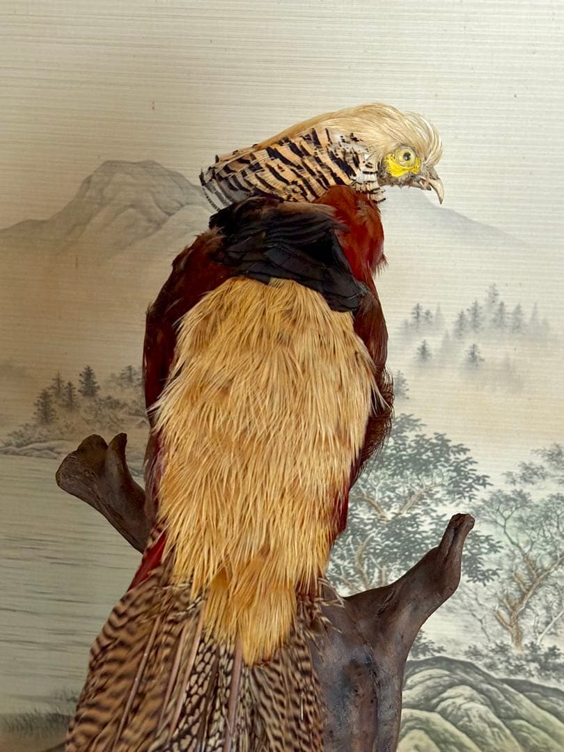 金鶏鳥剥製　錦鶏鳥　ガラスケース入り　置物