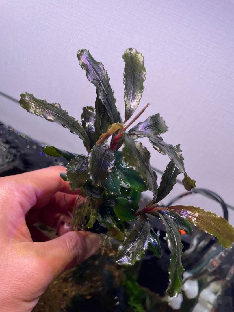 ま*ん様 ブセファランドラ 3種 4個