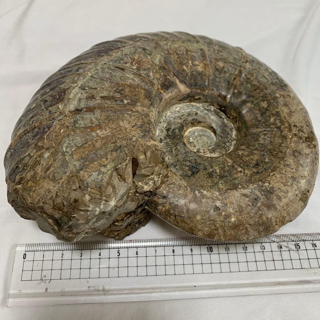 大型　アンモナイト　化石　17cm