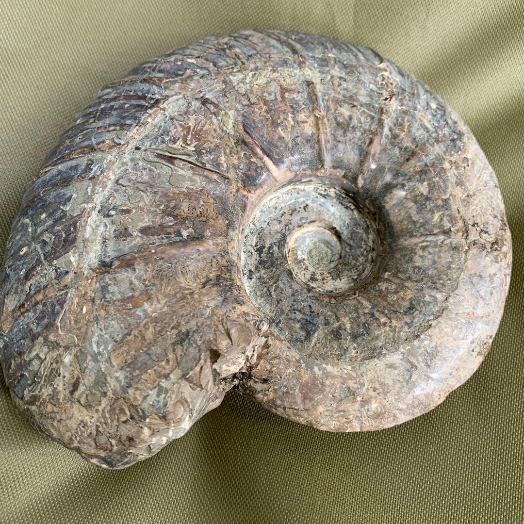 大型　アンモナイト　化石　17cm