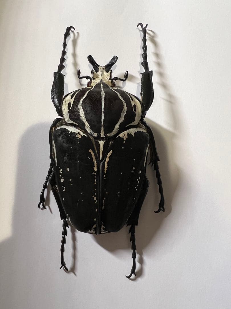 カメルーン大きさまずまず仮展脚ゴライアスオオツノハナムグリ　約93mm