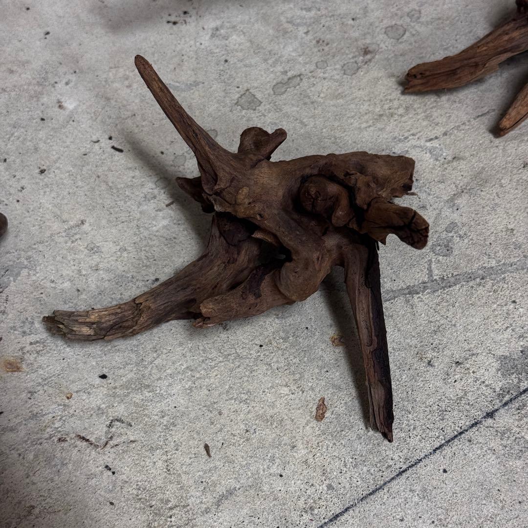 ADA ホーンウッド　流木その他　アクアリウム　テラリウム