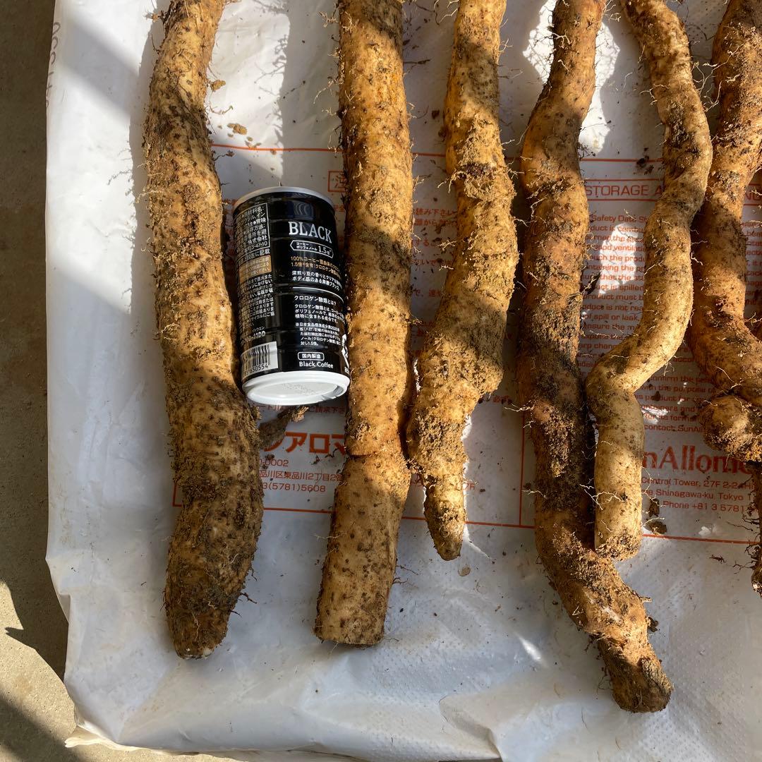 天然自然薯ーー2.5キロ