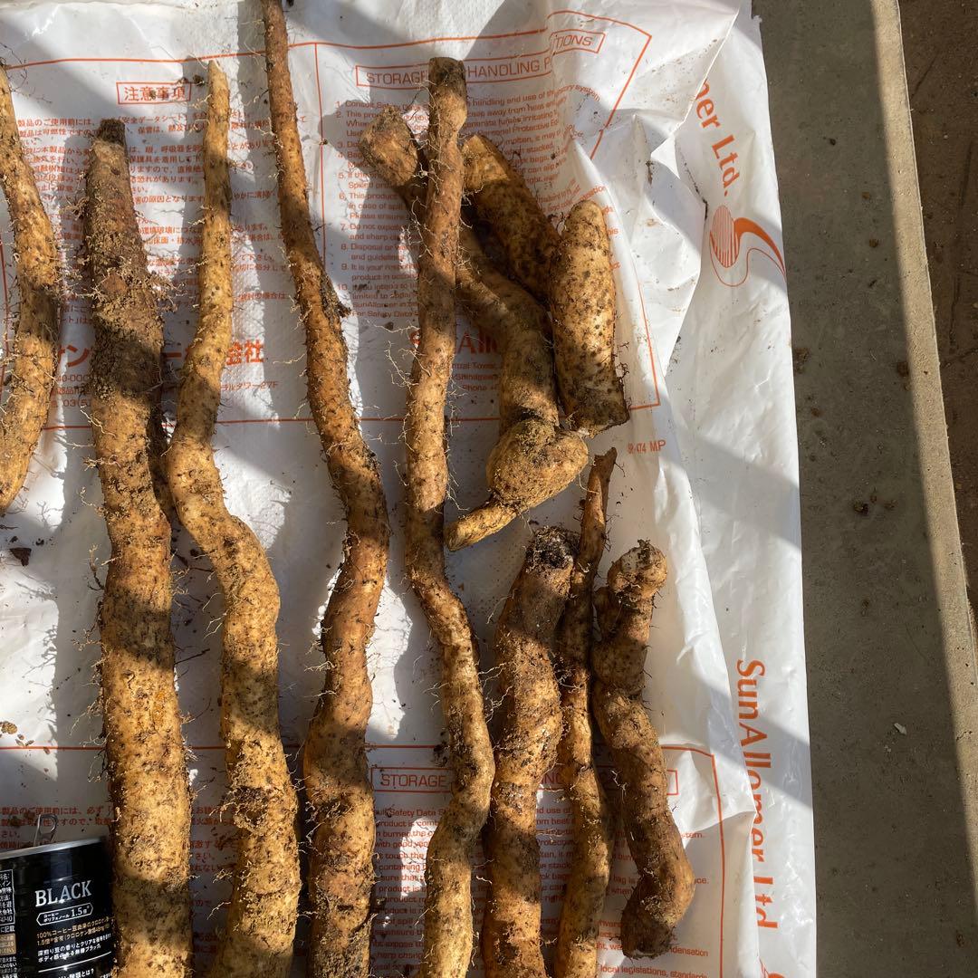 天然自然薯ーー2.5キロ