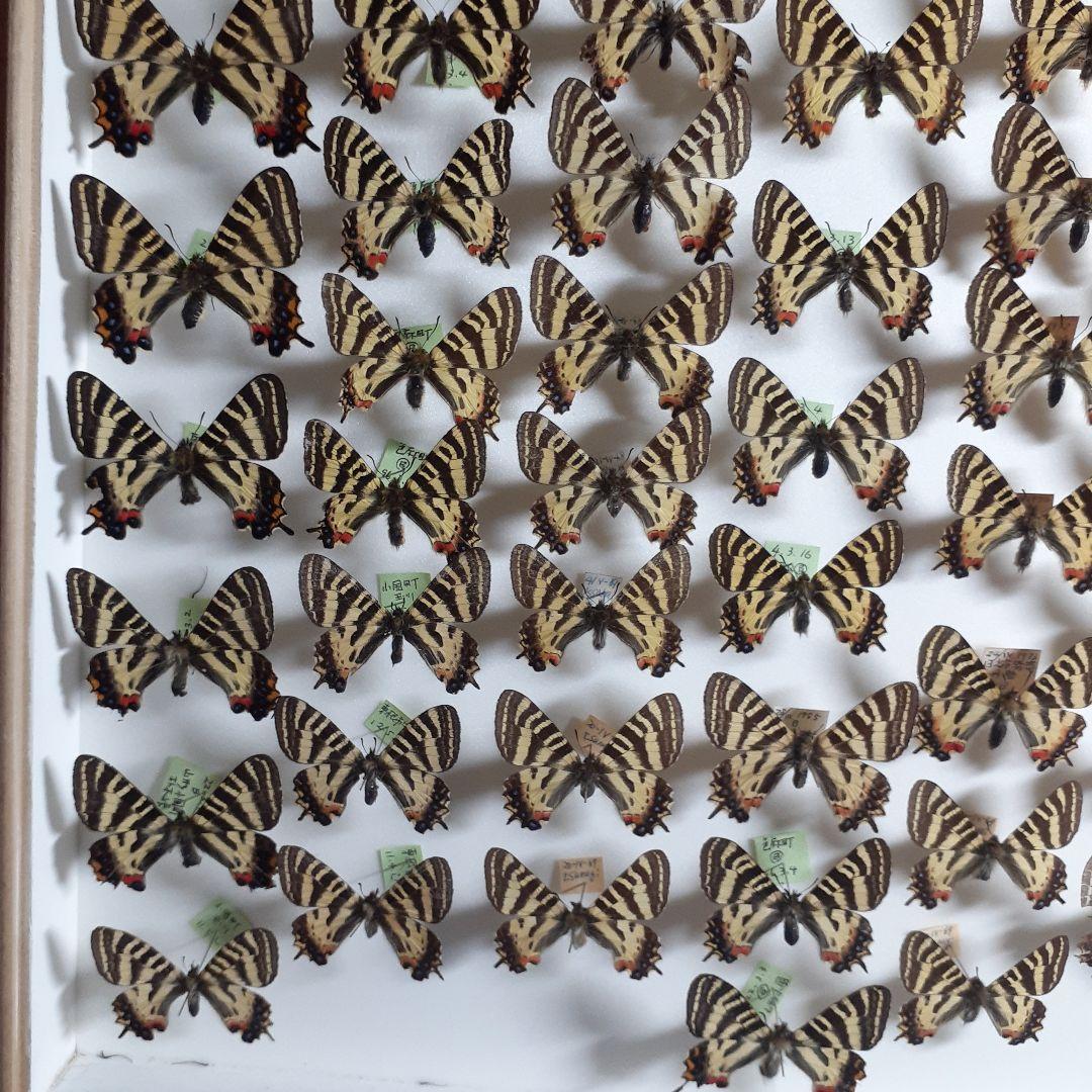 蝶標本　ギフチョウ、ヒメギフチョウ等４種100頭、大型ドイツ標本箱二箱入りセット