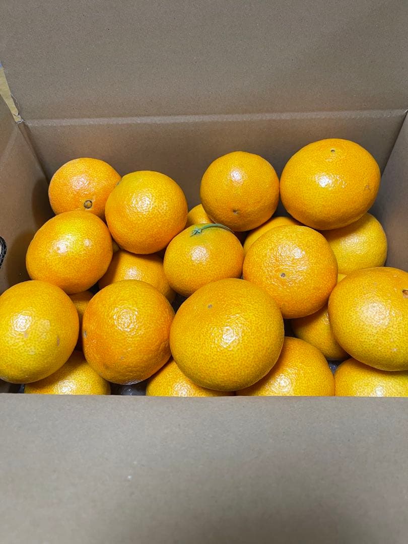 紅マドンナ(5kg x2箱)・ご家庭用