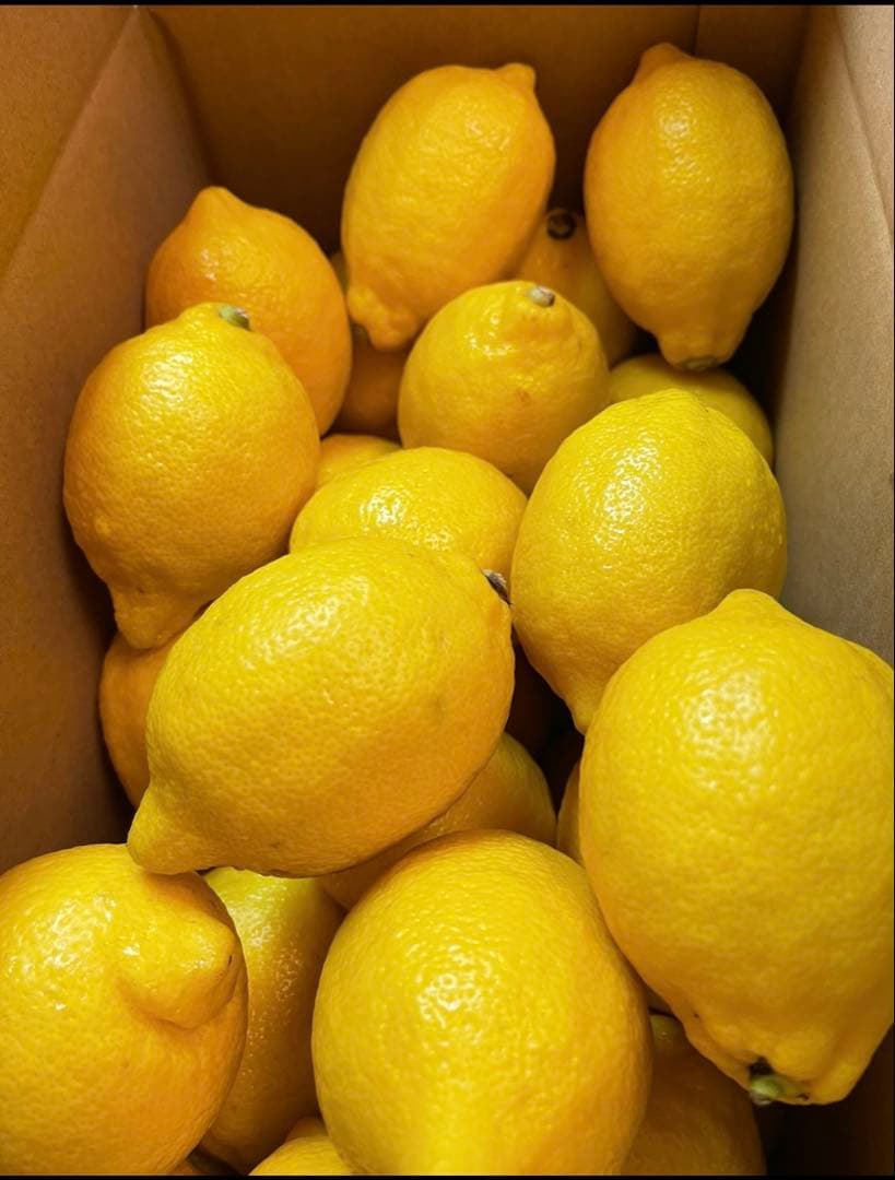 ✏おいしい野菜研究室✏レモン10kg