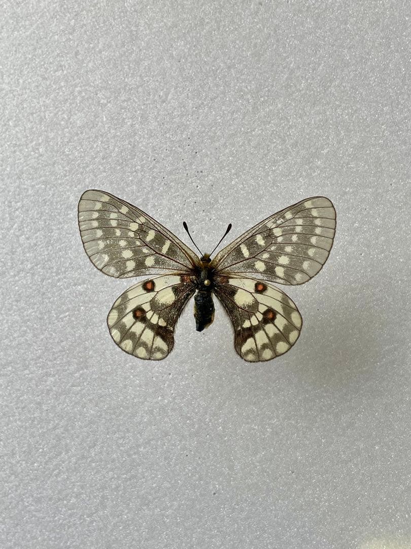 【黒化異常型】P.eversmani（1ペア、シベリア産）