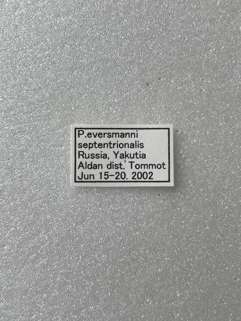 【黒化異常型】P.eversmani（1ペア、シベリア産）