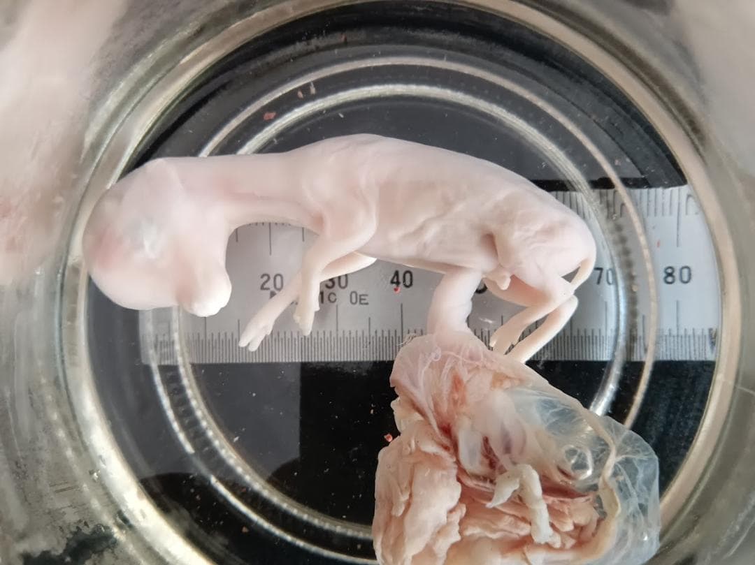 学術標本　種名ニホンジカ　胎児（♂）　エタノール浸漬標本　頭胴長約６５ｍｍ