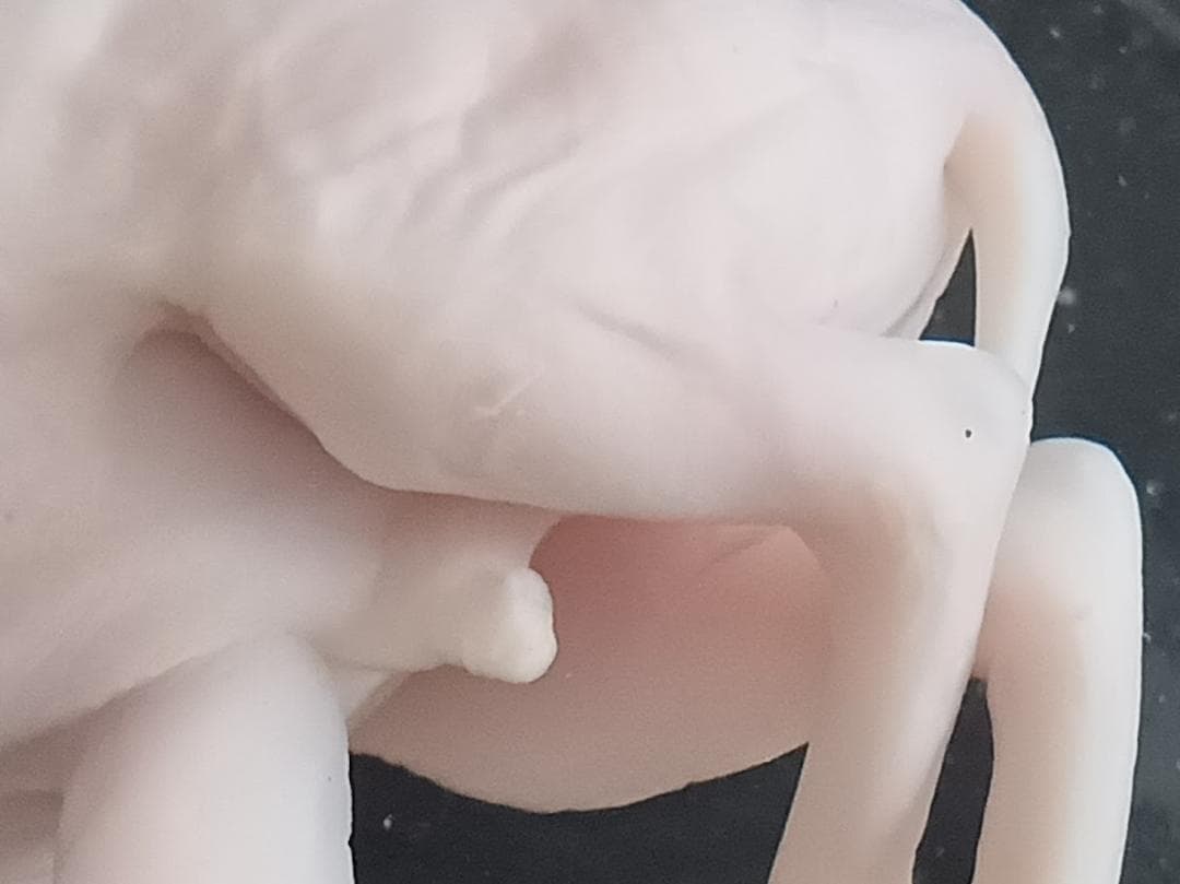 学術標本　種名ニホンジカ　胎児（♂）　エタノール浸漬標本　頭胴長約６５ｍｍ