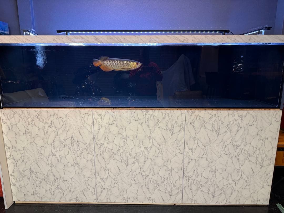 大型オーバーフロー水槽一式／引き取り限定