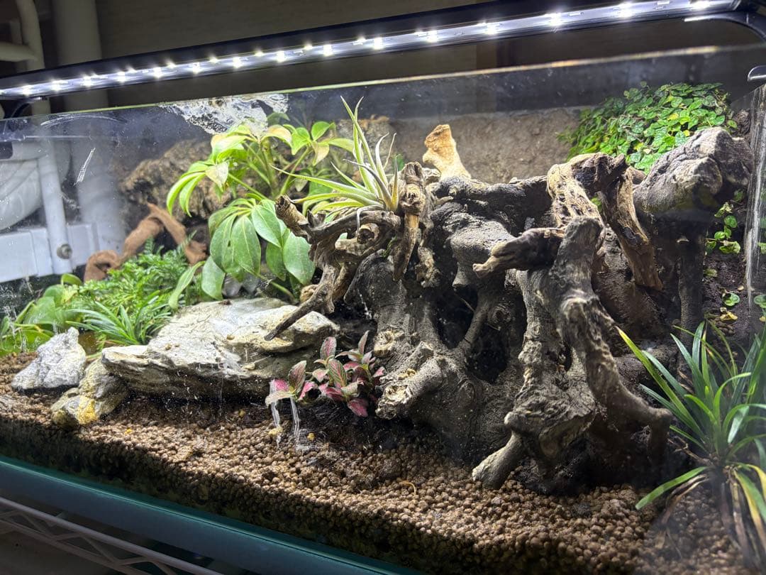 中型テラリウム水槽レイアウト 照明付き