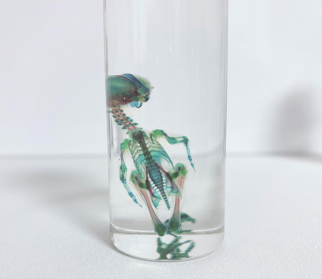 透明標本 ウズラ