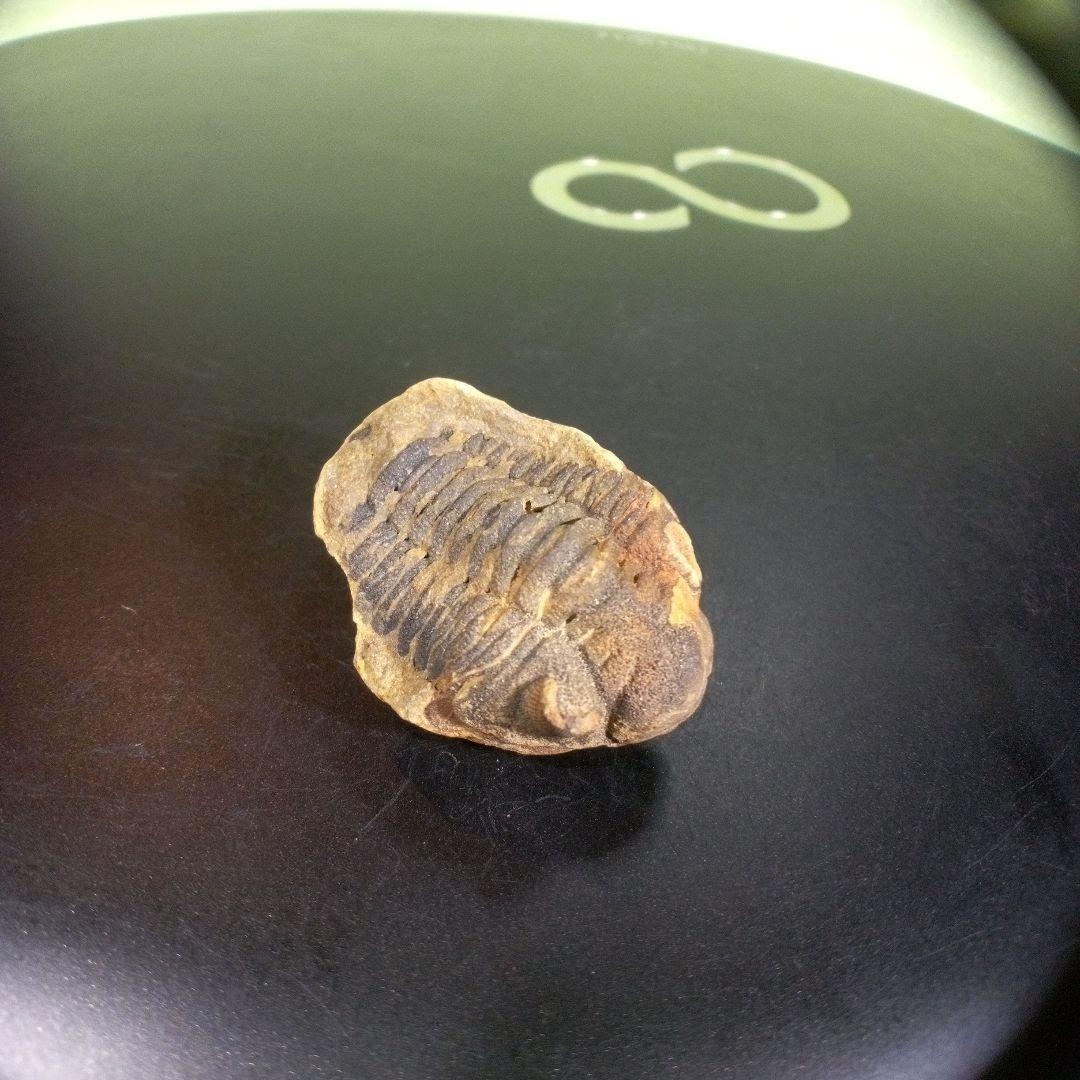 三葉虫　化石　fossil　海　ボリビア産　trilobite　海生動物分類⑨