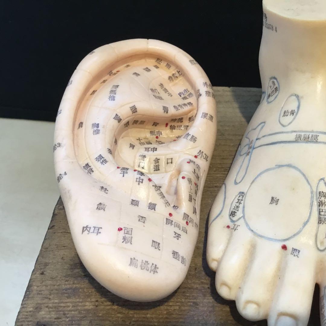 鍼灸経穴人体模型　コンプリート　中国鍼灸男性人体模型　耳　足　手