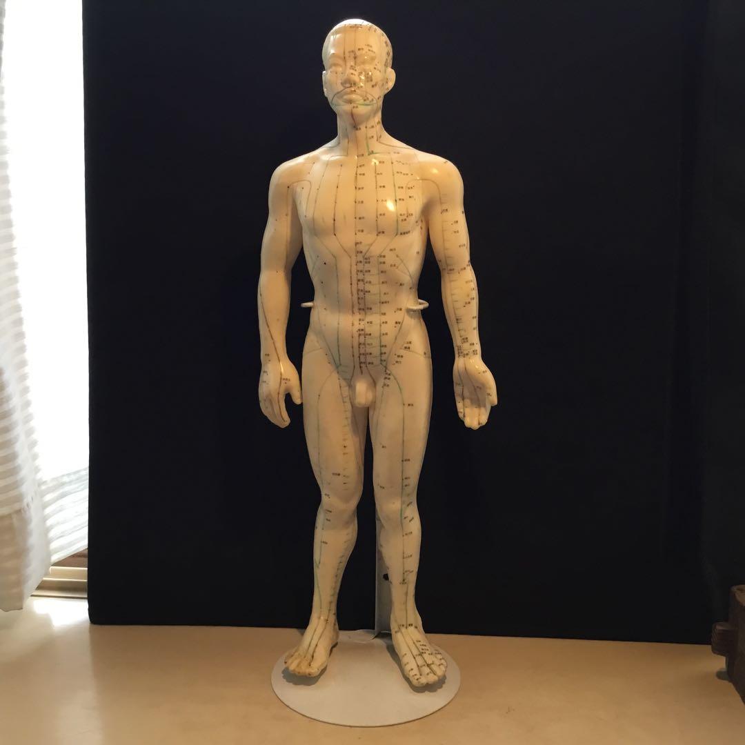 鍼灸経穴人体模型　コンプリート　中国鍼灸男性人体模型　耳　足　手