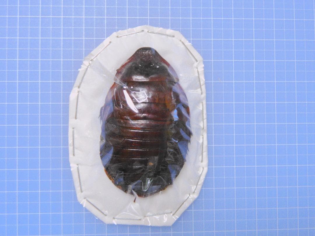 フソウ様 リクエスト 3点 まとめ商品