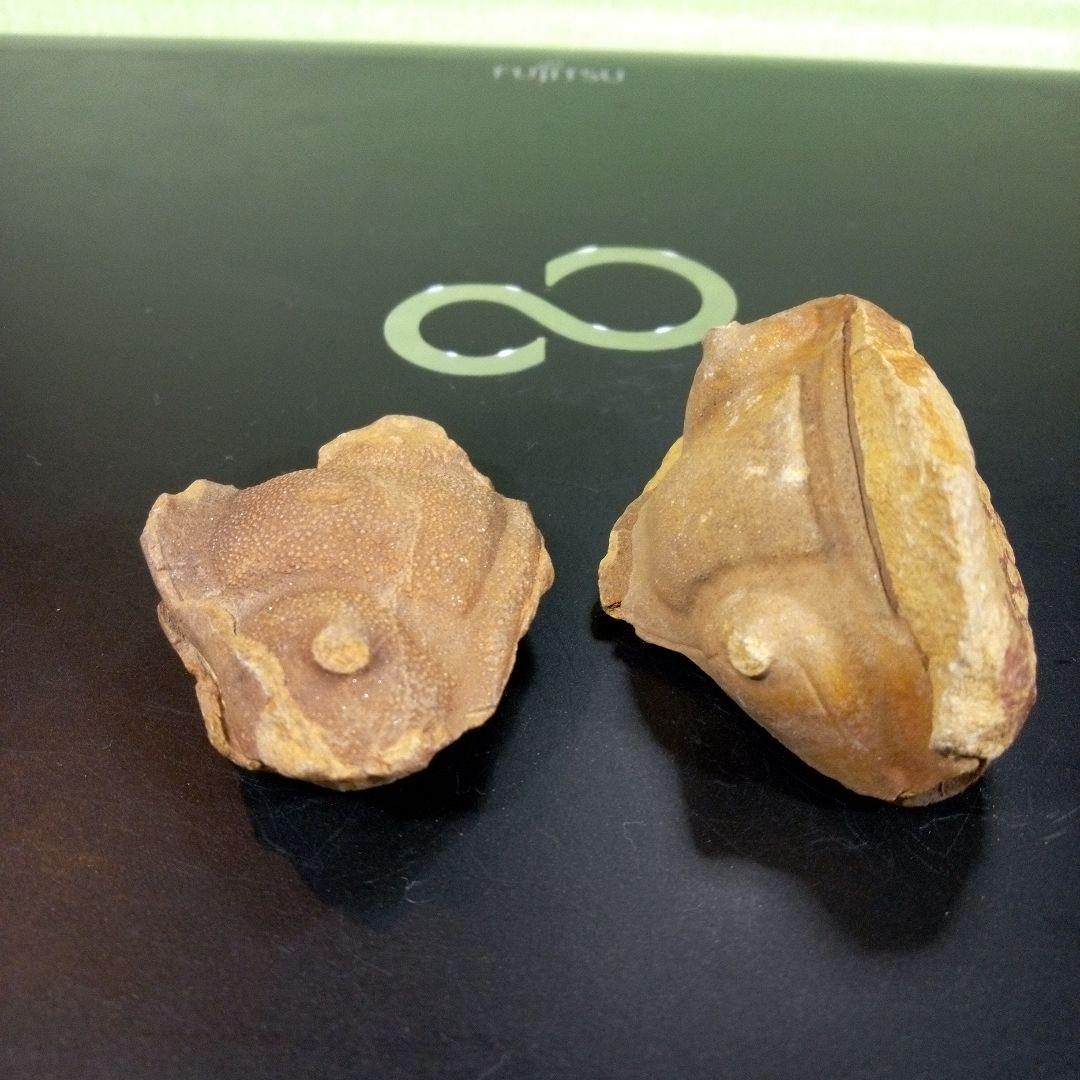 三葉虫　化石　fossil　ボリビア産　レア　Fossil識別④　２個セット