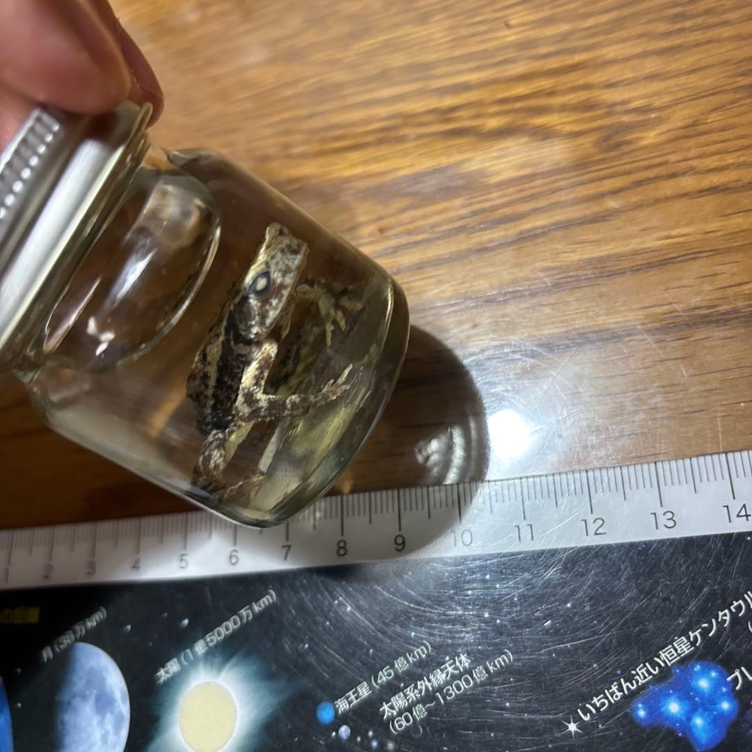 カエルの標本 ガラス製 約6cm ミヤコヒキガエル