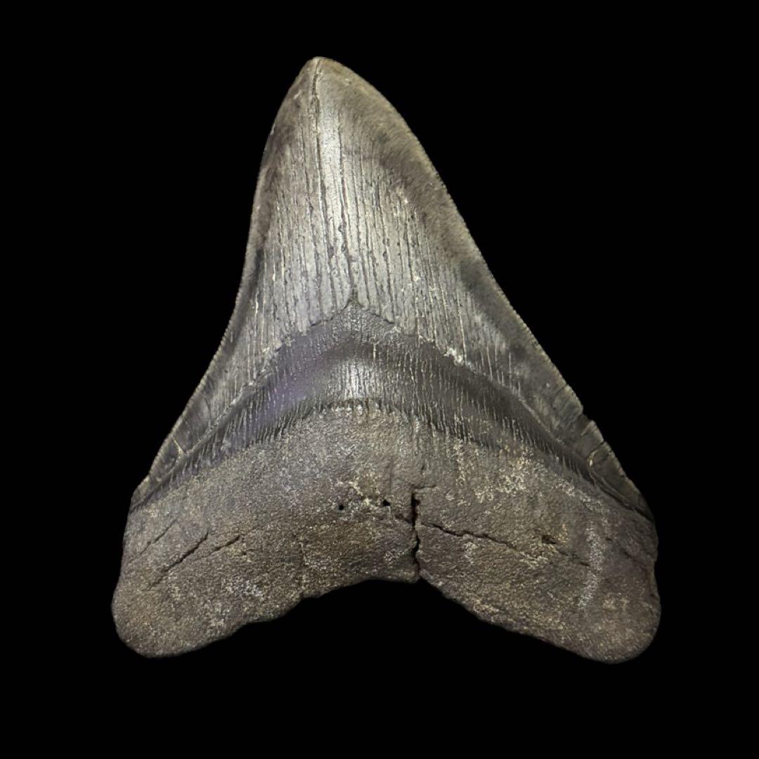 メガロドン　歯　化石　ノースカロライナ産　特大　最大級