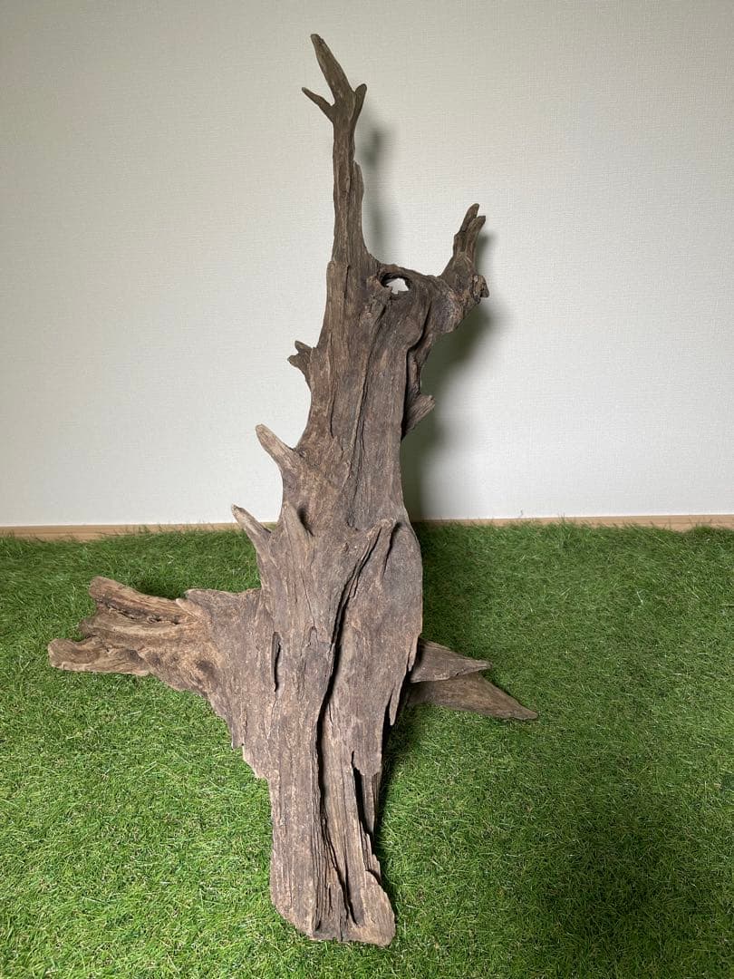特大流木 クワガタ流木80cm、インテリア装飾用、アクアリウムは処理お願いします