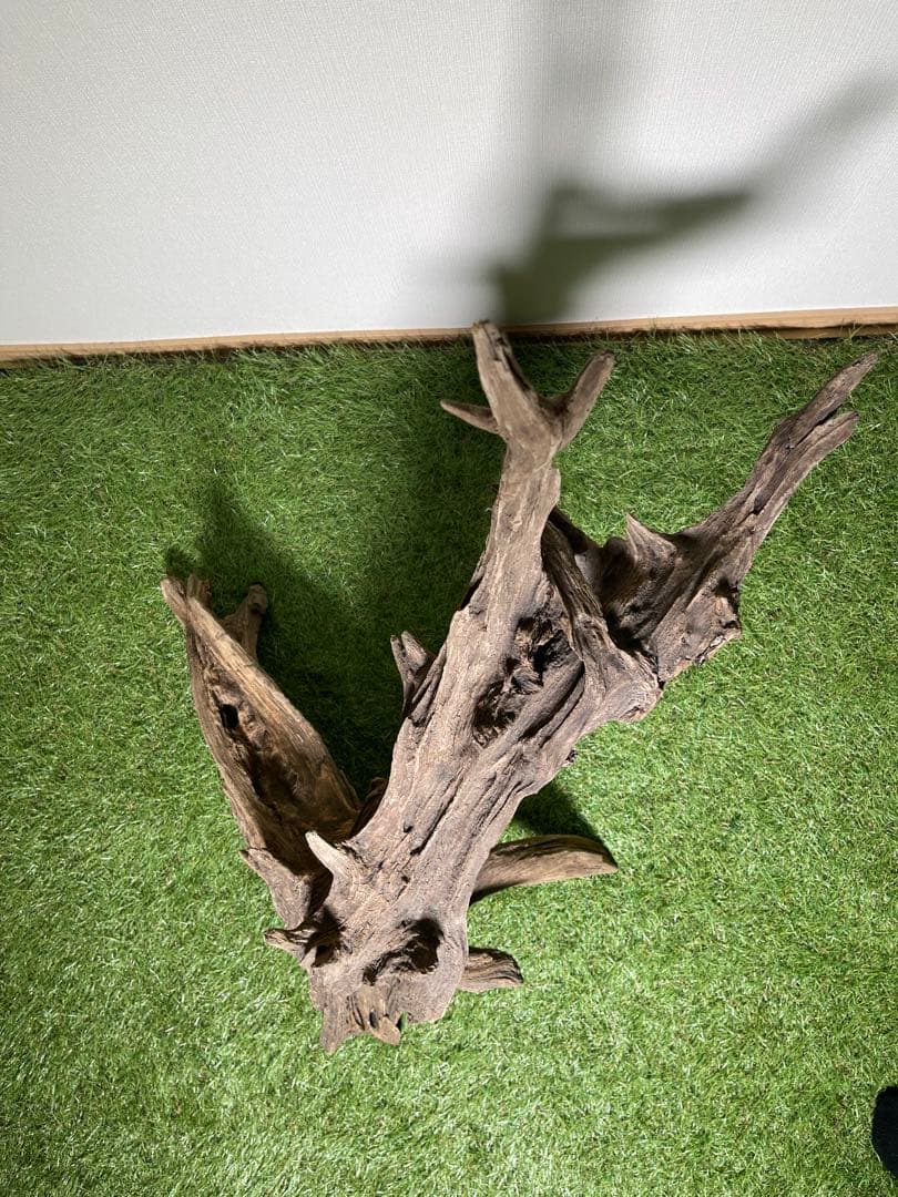 特大流木 クワガタ流木80cm、インテリア装飾用、アクアリウムは処理お願いします