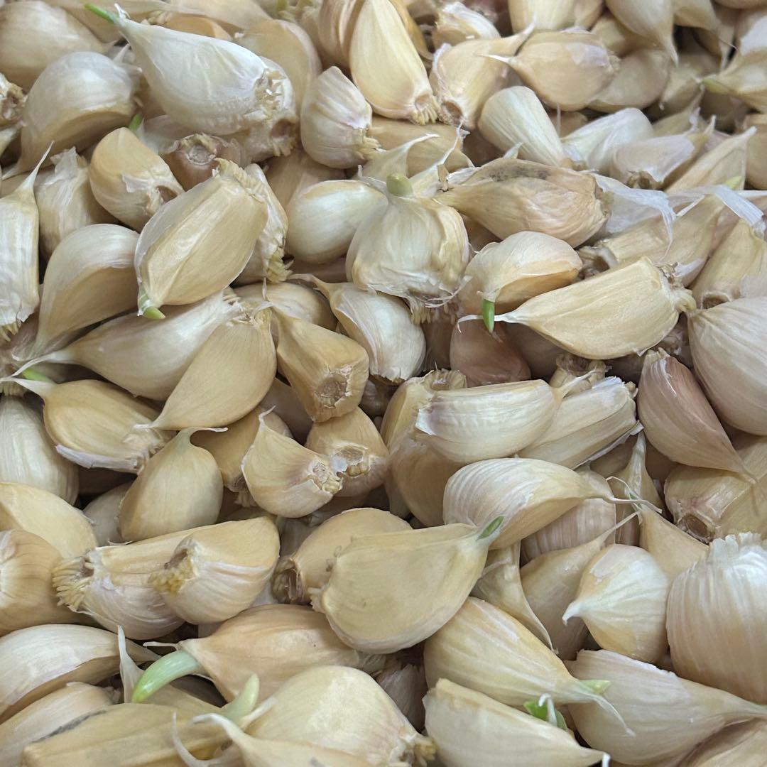 【数量限定】訳あり 青森県バラにんにく 10kg 福地ホワイト 芽あり